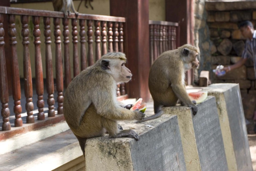 обезьяны в Андурахапуре