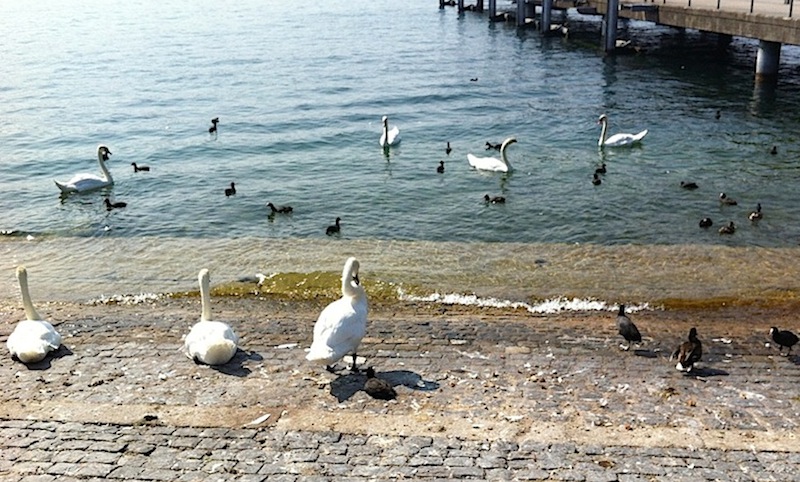 лебеди на Цюриховском озере , Швейцария