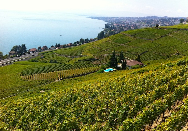  виноградники Лаво, Швейцария