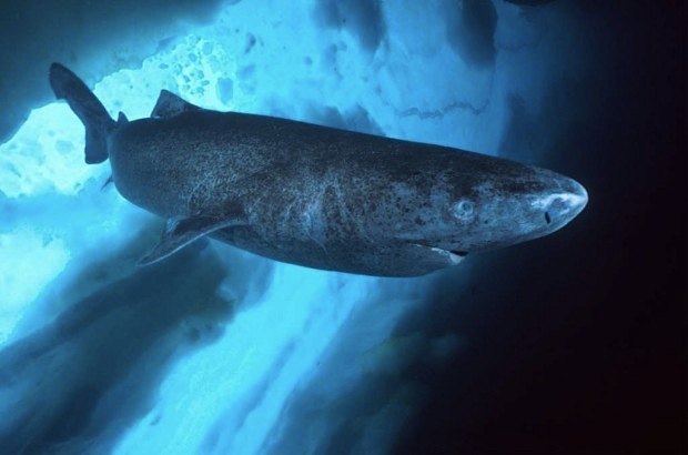 гренландская акула
