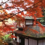 Осень в Японии: красные клены