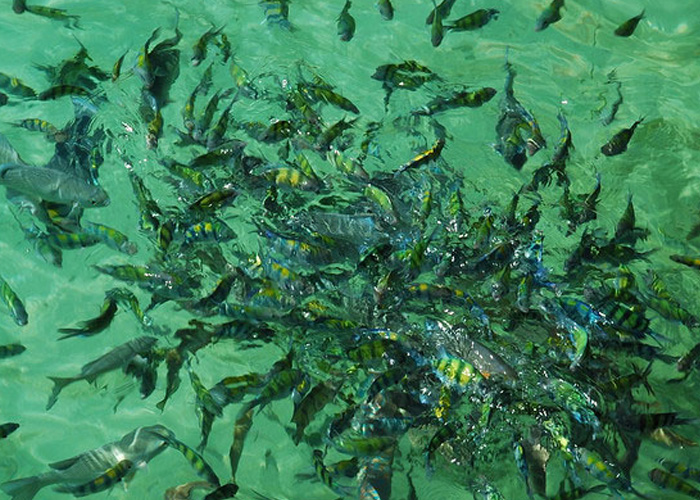 рыбы на острове Пайяр