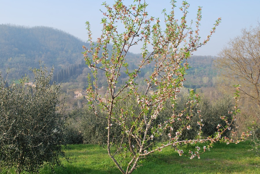 цветущие деревья на Эуганских холмах
