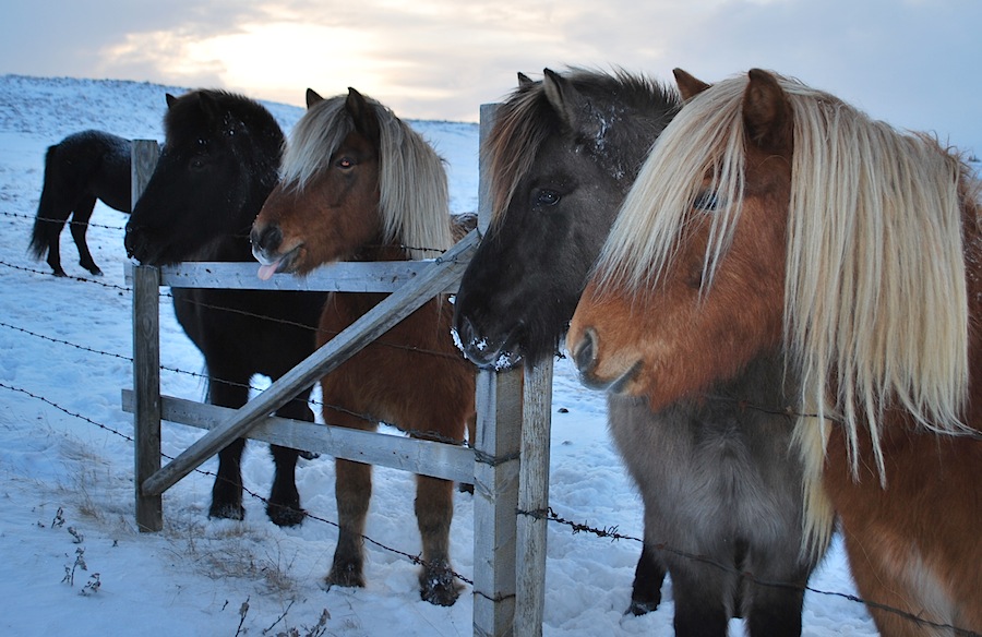 исландские лошадки