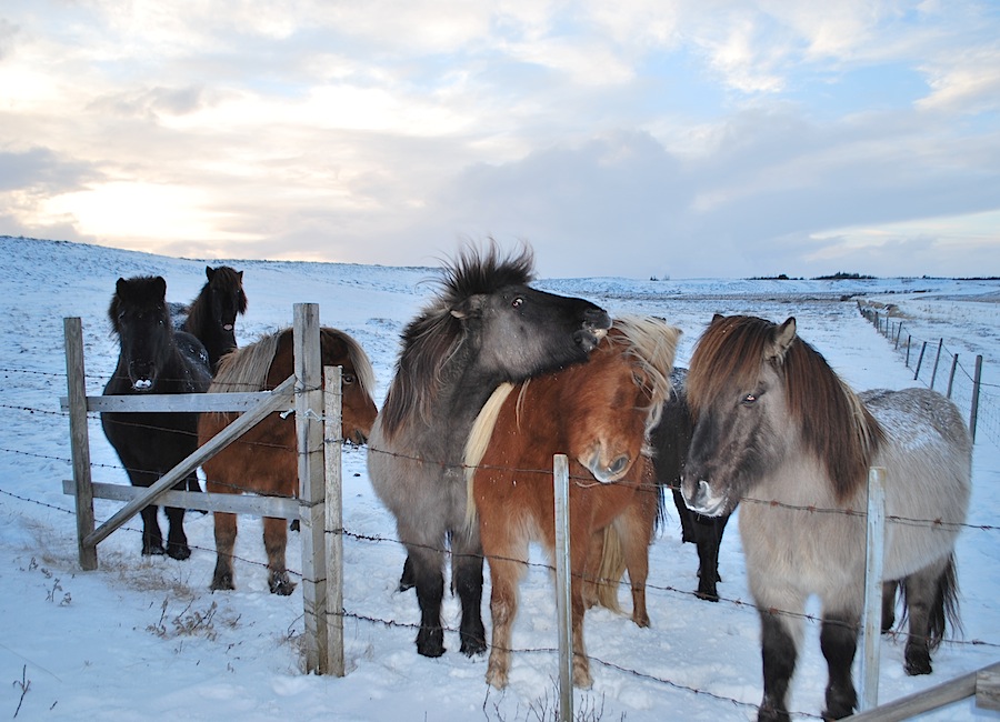 исландские лошади