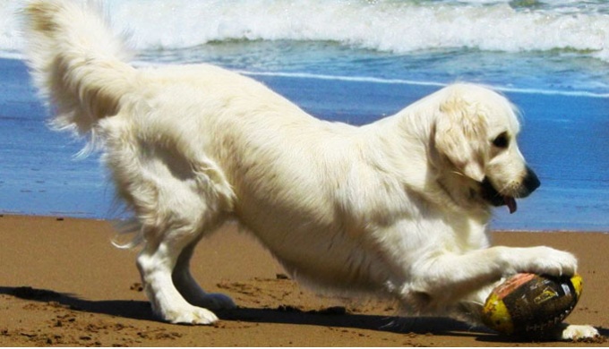 DOG BEACH в Тоскане