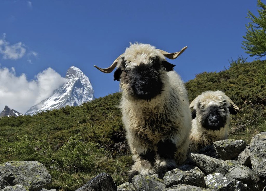 Черноносые овечки семьи Жулен, фото предоставлено zermatt.ch