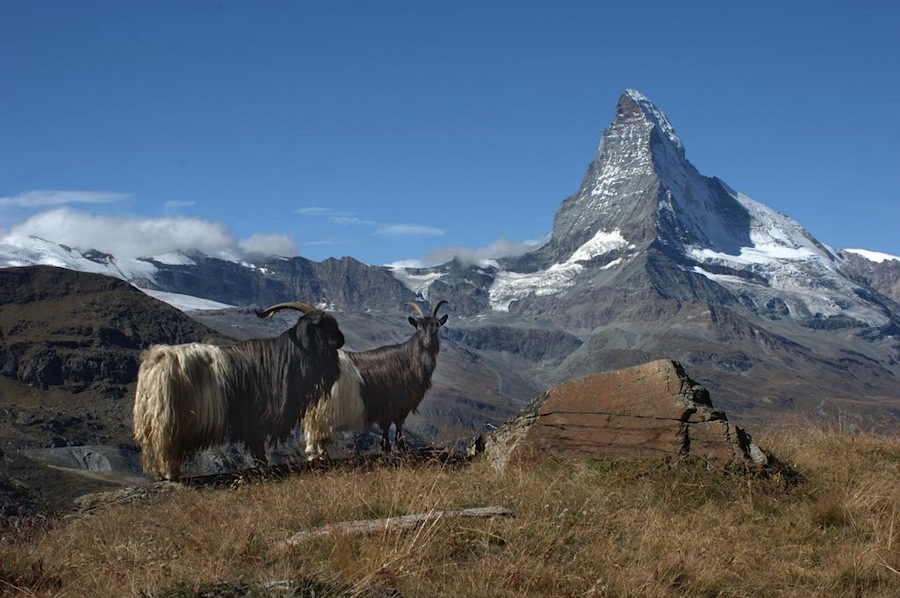 горные козы, Швейцария, горы