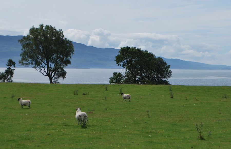 овцы, Шотландия
