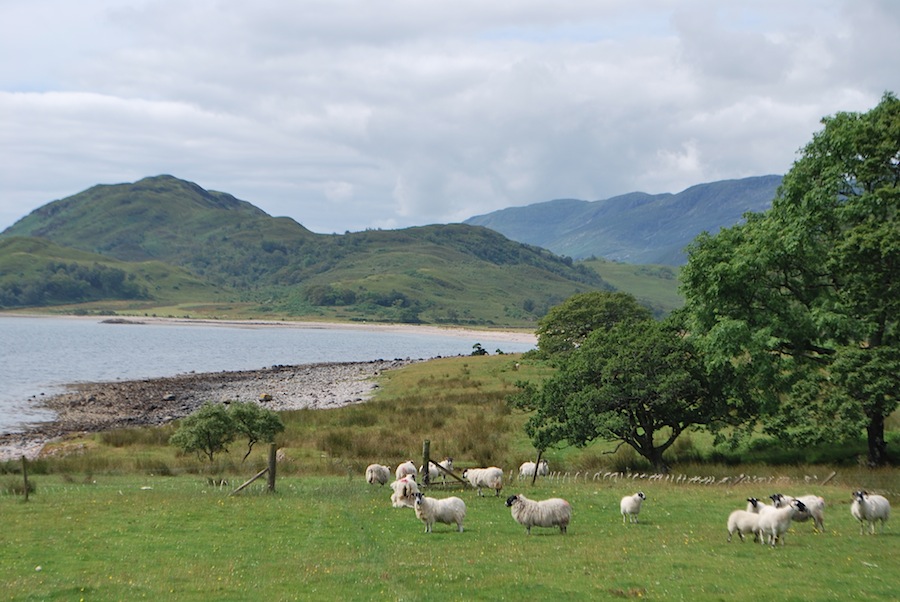 овцы, шотландия