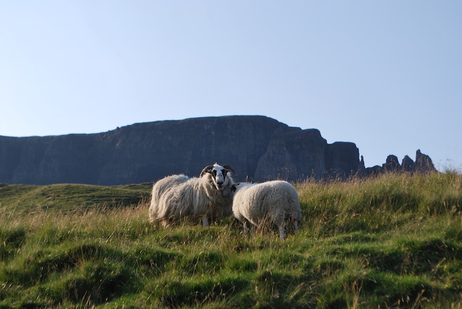 овцы, Шотландия