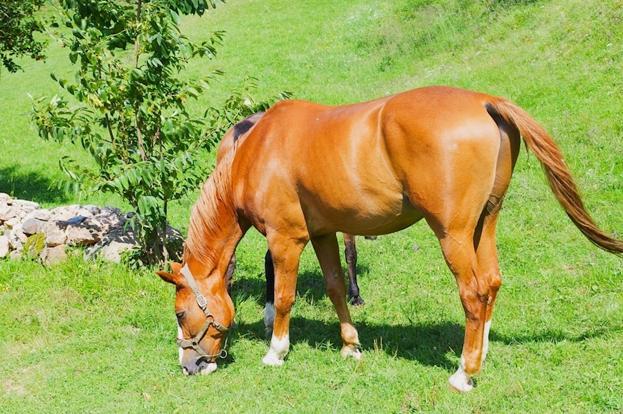 Лошадь в деревне Карона (деревня на горе Сальваторе, Швейцария)
