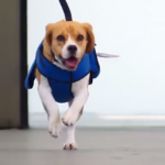 Видео: Собака KLM возвращает пассажирам потерянные вещи в аэропорту Амстердама