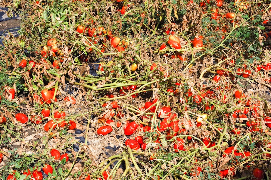 помидоры на полях Syngenta