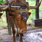 Агротуризм в Коста-Рике: исследуем сельскую жизнь