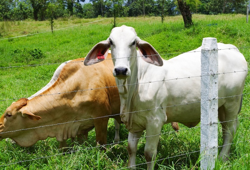 коровы на Casona Río Fortuna
