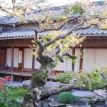 Япония: сады острова Кюсю