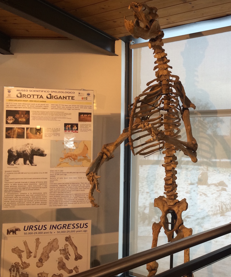 скелет пещерного медведя в музее при Гигантской пещере