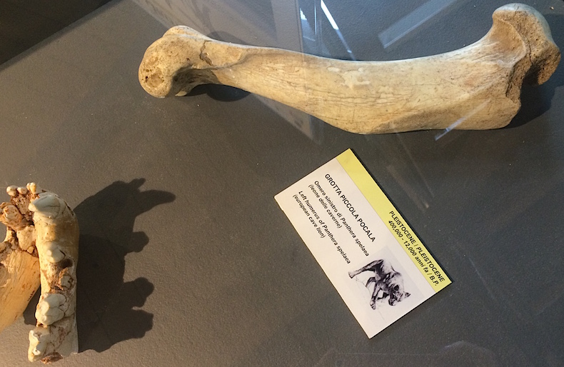 кости европейской пантеры, обнаруженные в Гигантской пещере