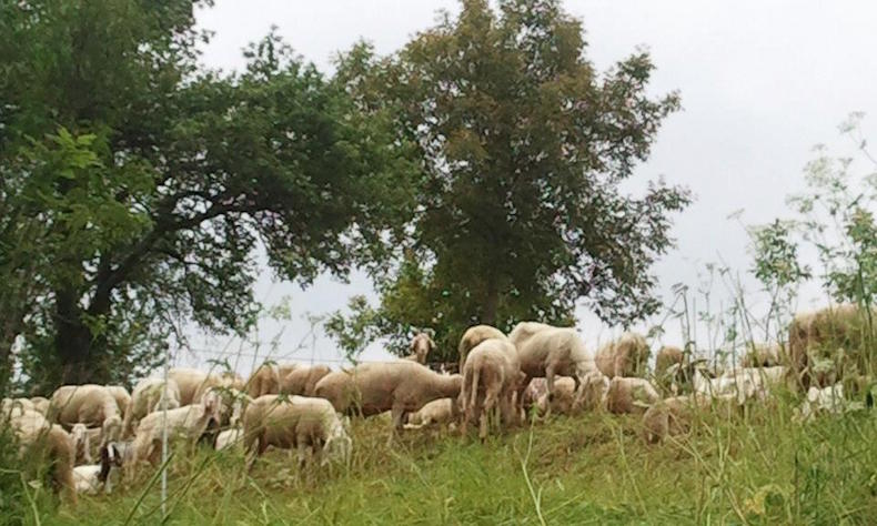 овцы в Карния