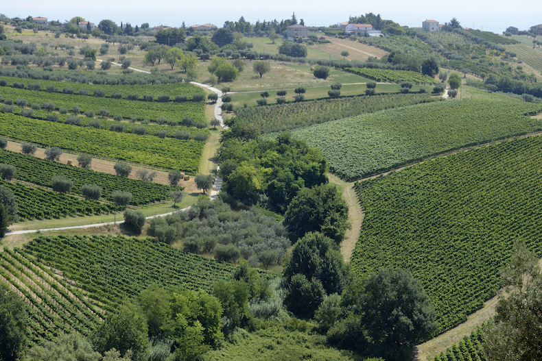 Controguerra виноградники Masciarelli
