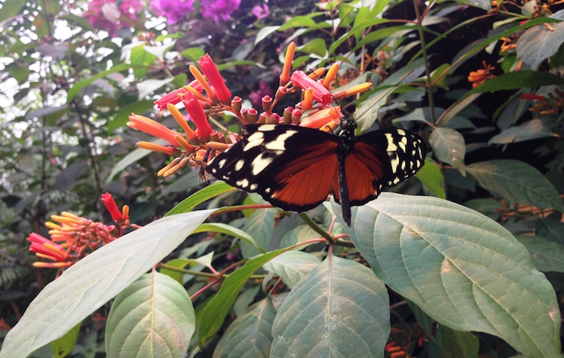 бабочки, Ла Пас, Коста-Рика