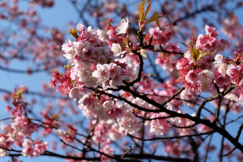 Когда начинается цветение сакуры в Токио и куда стоит отправляться на ханами