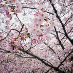 Когда начинается цветение сакуры в Токио и куда стоит отправляться на ханами