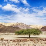 От моря до пустыни: чем заняться в Израиле зимой